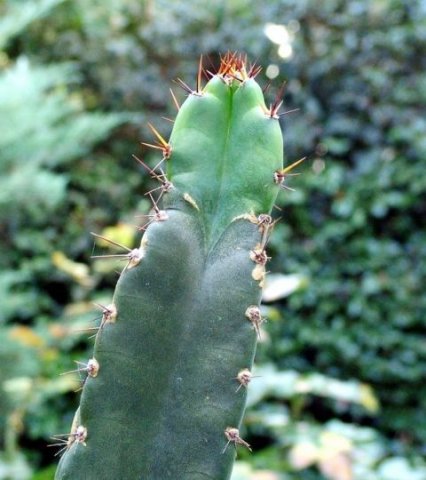 Cereus peruvianus_ 02